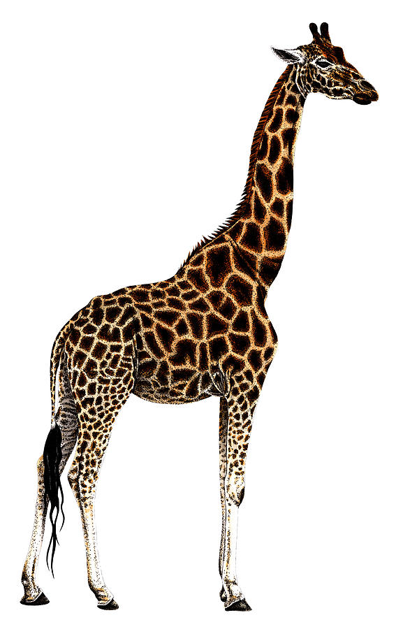 Baby Giraffe Kawaii Drawing · Creative Fabrica