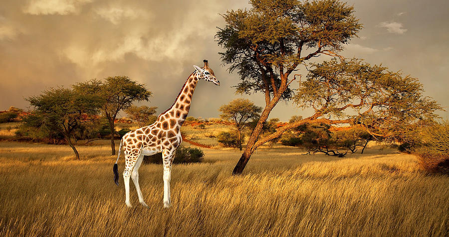 Giraffe Dream Mixed Media by Marvin Blaine