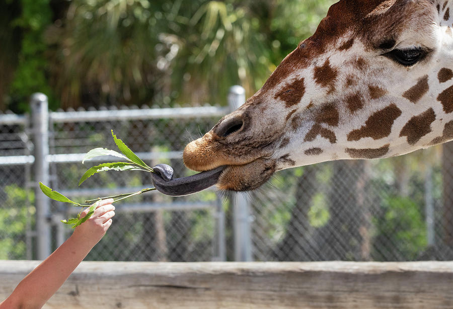 Giraffe Eating 2 Photograph by Peter De Gannes - Fine Art America