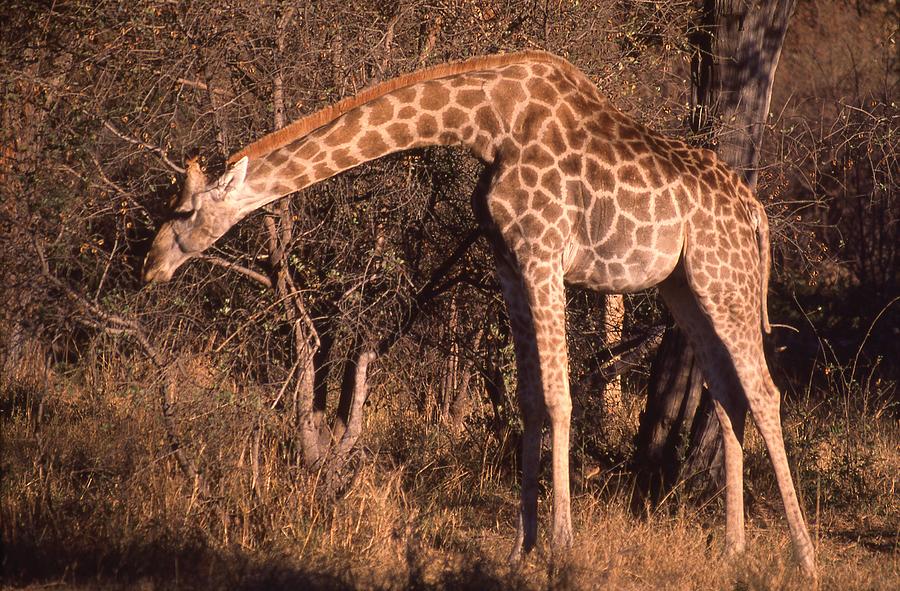 Giraffe Eating Too Photograph by Russel Considine