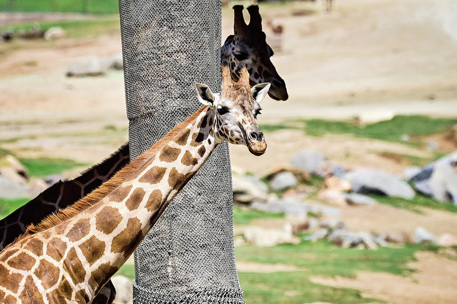 Giraffe Photograph by Ed Stokes