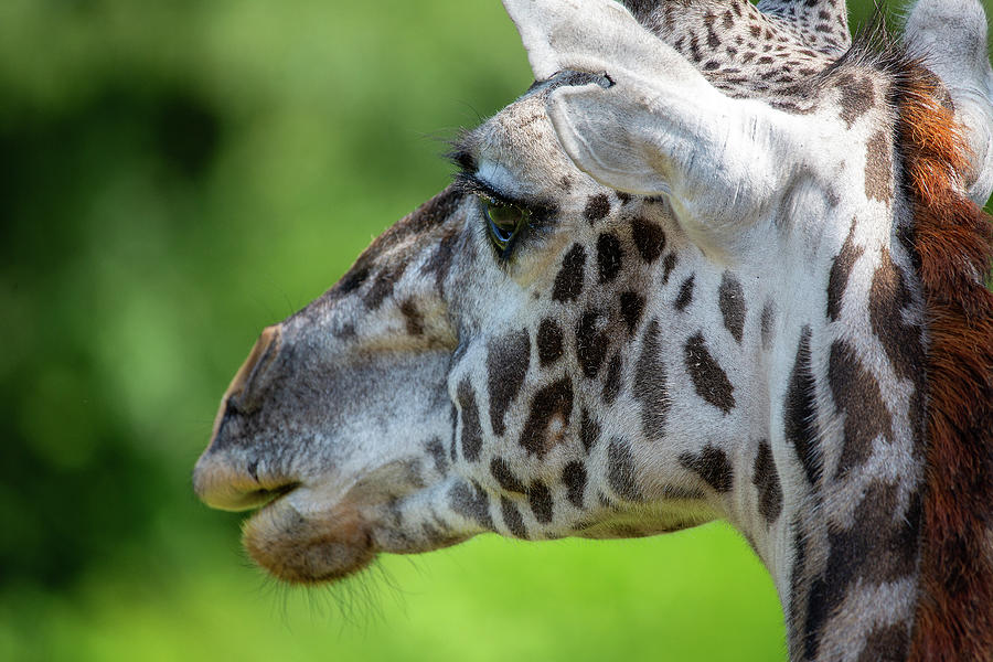 Giraffe Expression Photograph by Dale Kincaid