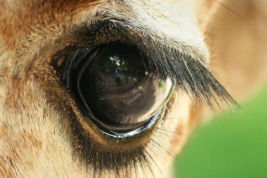 giraffe eyes