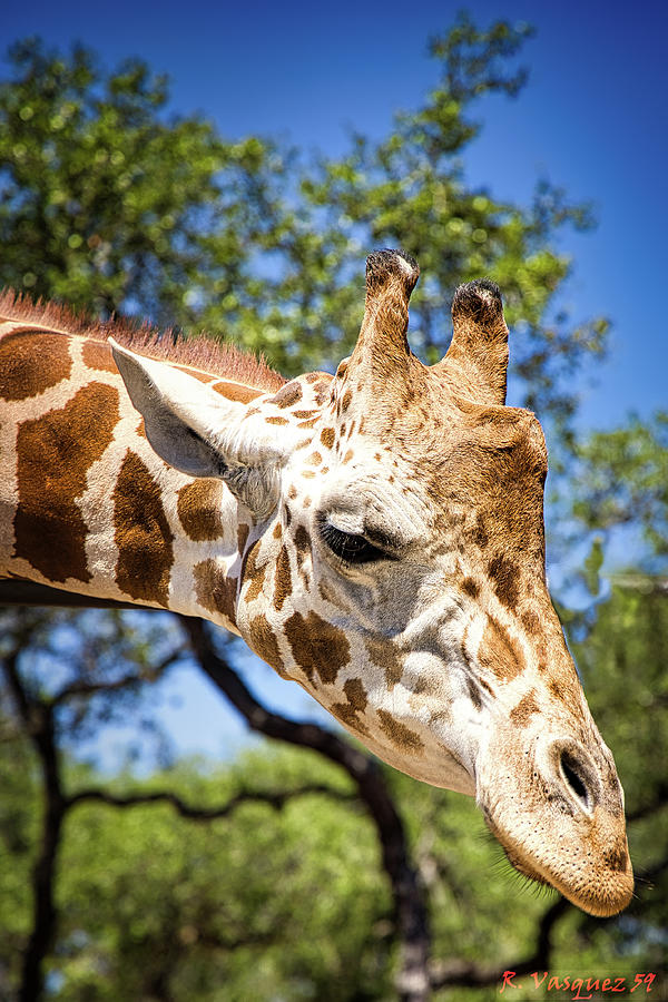 Giraffe Face Photograph by Rene Vasquez