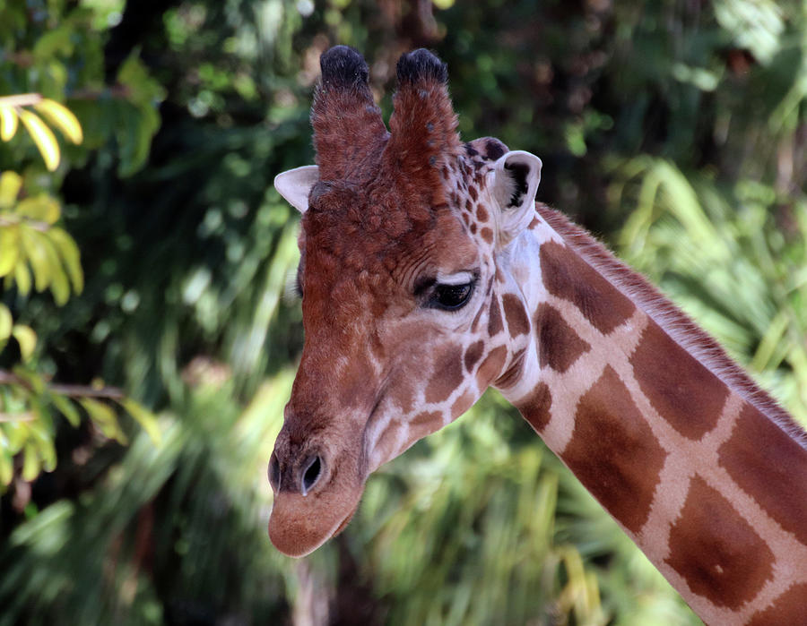 Giraffe Face to Face Photograph by David T Wilkinson