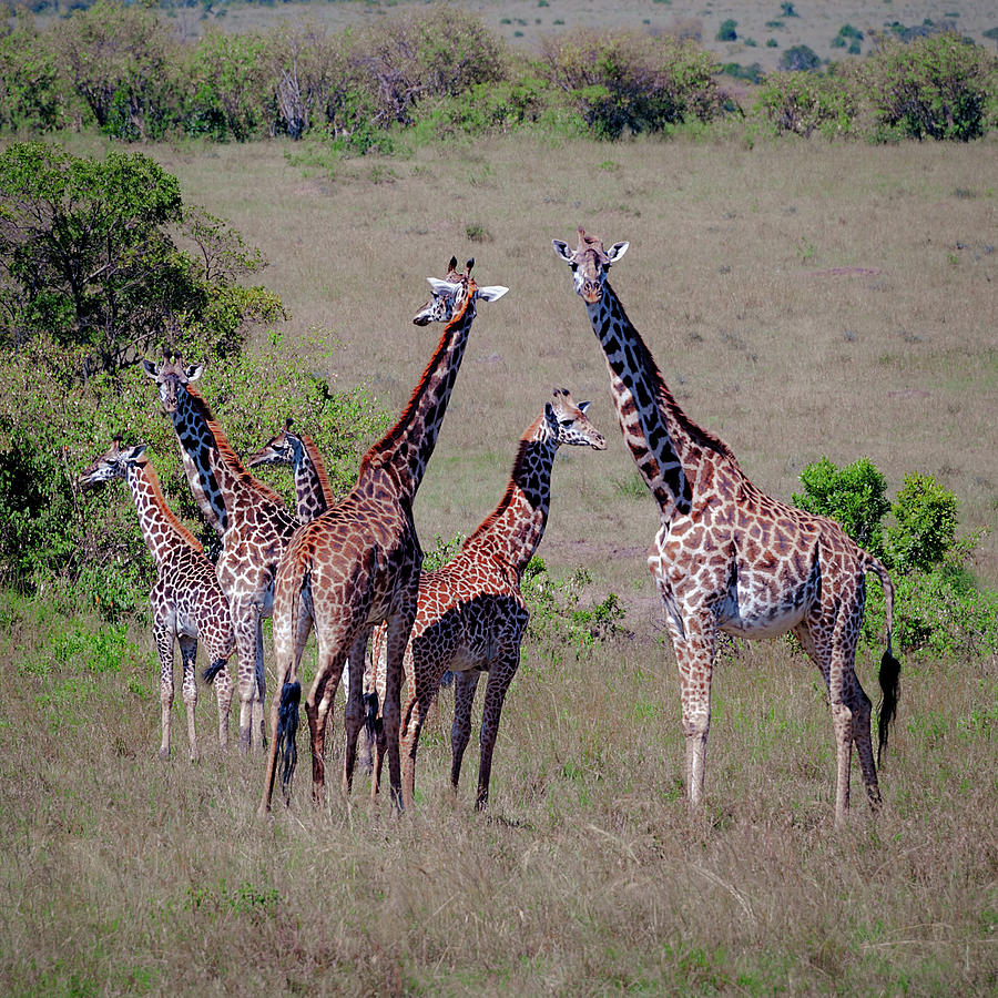 Giraffe Family Photograph by Fred Herrin - Fine Art America