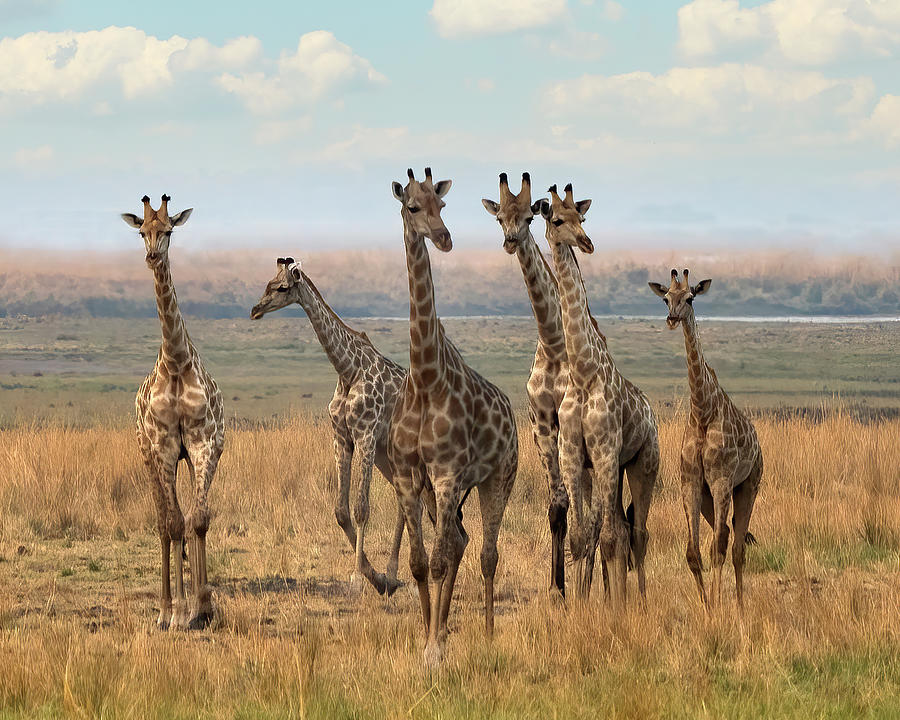 Giraffe family of 6 Photograph by Jack Nevitt