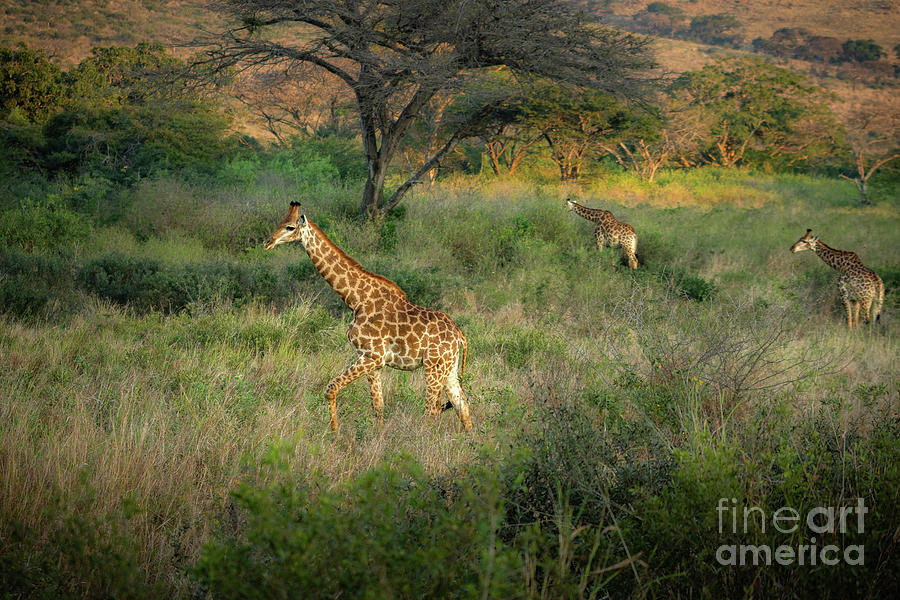 Giraffe Field Photograph