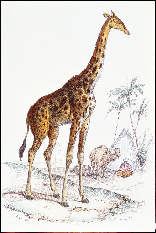 Giraffe Drawing by Fototeca Gilardi