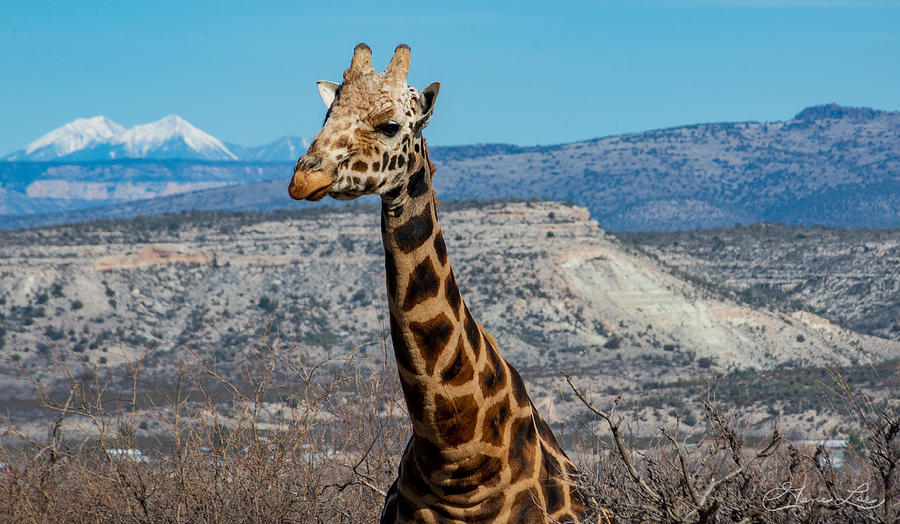 Giraffe Photograph by Geno Lee
