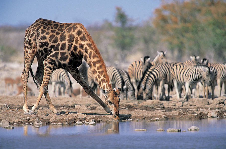 Giraffe (Giraffa camelopardalis) and Zebras (Equus burchelli), Namibia, Africa Photograph by Jeremy Woodhouse