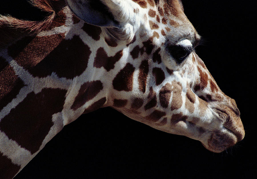 Giraffe (Giraffa camelopardalis), close-up, side view Photograph by Chad Baker/Jason Reed/Ryan McVay