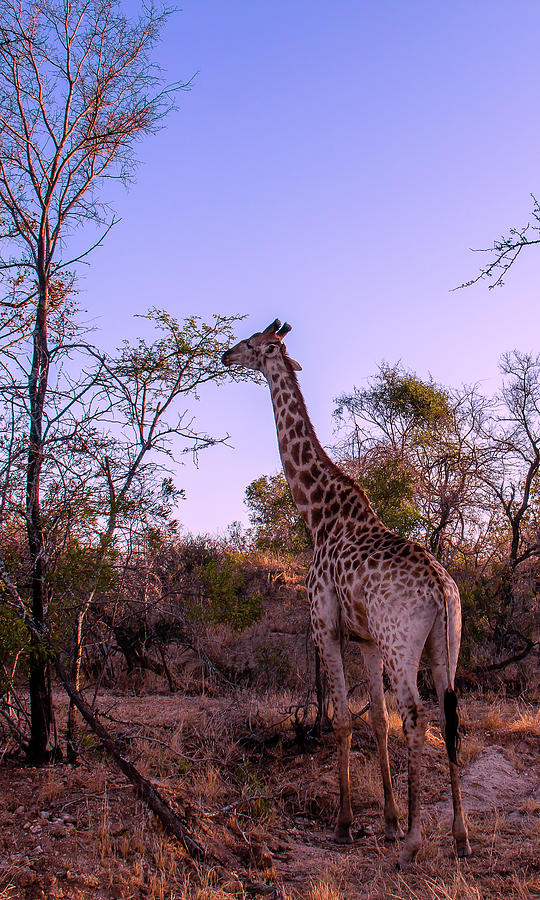 Giraffe Grazes In The African Wilderness Photograph