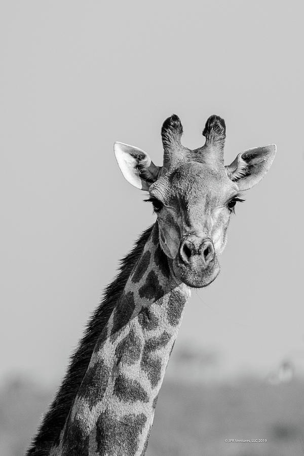 Giraffe Head and Neck in Black and White, Botswana Photograph by JPR ...