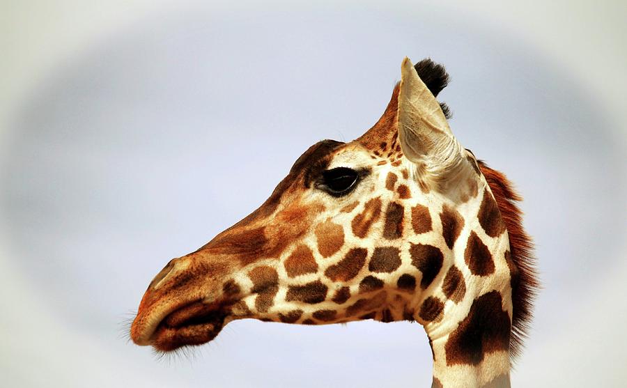 Giraffe Headshot  Photograph by Cynthia Guinn