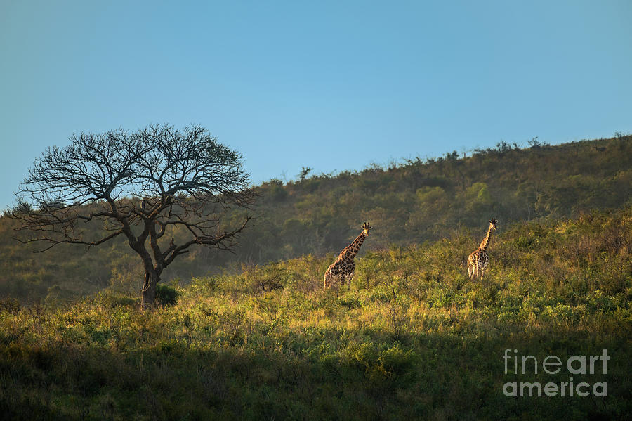 Giraffe Hill Photograph