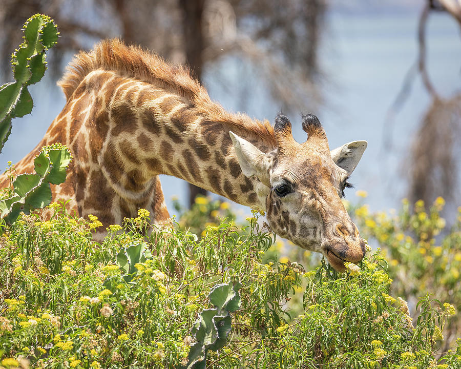 Giraffe I Photograph by Chris Dutton