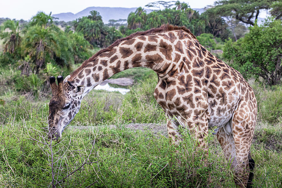 Giraffe II Photograph by Chris Dutton