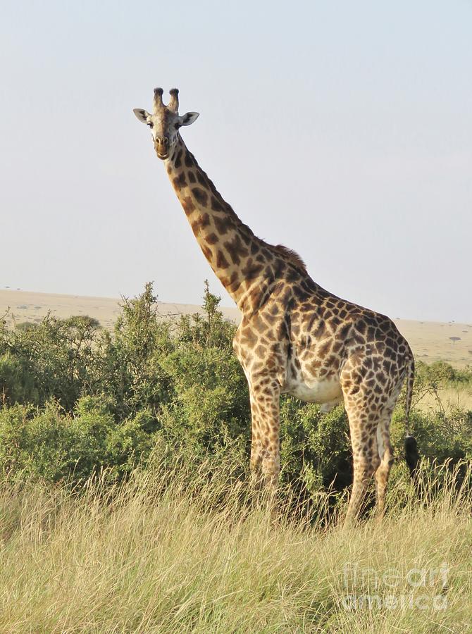 Giraffe in Maasi Mara Photograph by World Reflections By Sharon