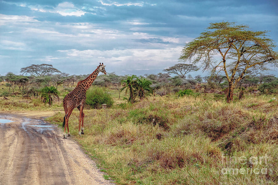 Giraffe in Serengeti Plains Photograph by Lev Kaytsner