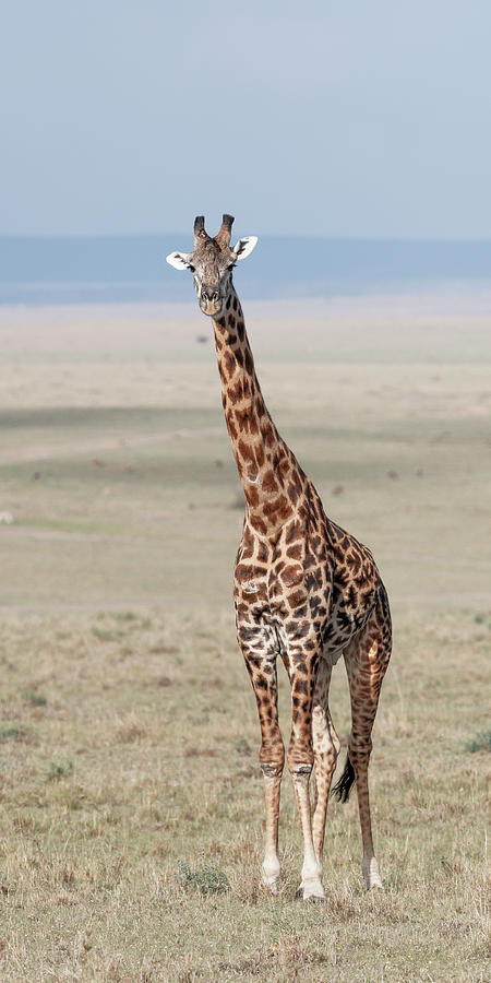 Giraffe In The Grasslands Photograph By Murray Rudd 