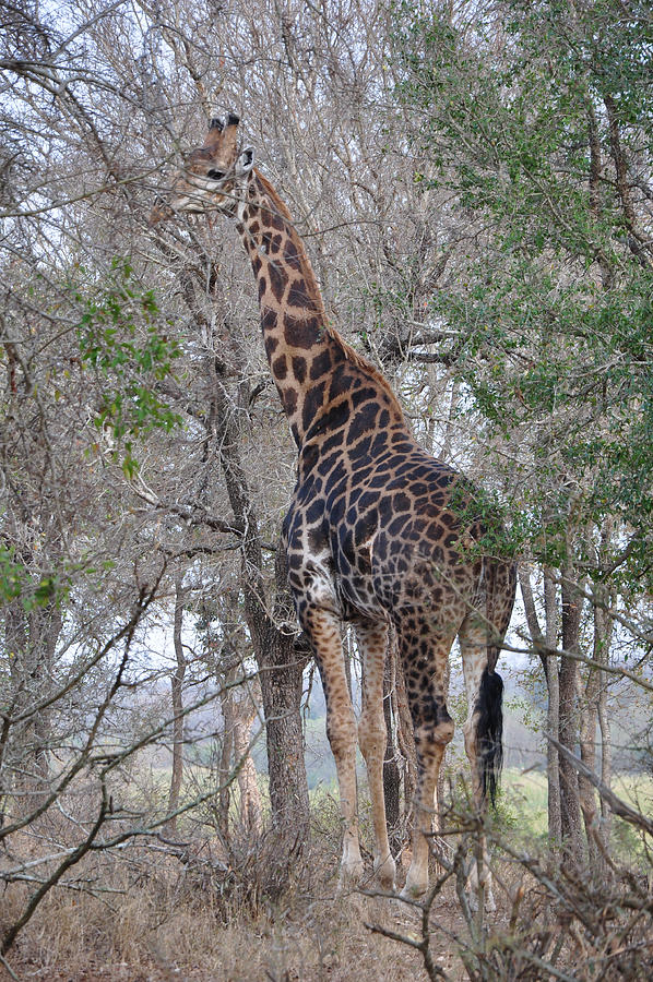 Giraffe in the Savannah Photograph by George Pachantouris
