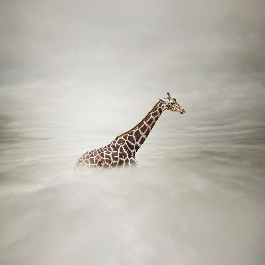 Giraffe In The Sky Photograph by Mike_expert