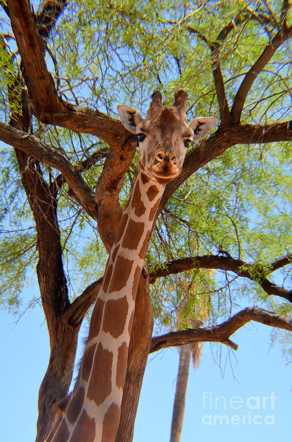 Giraffe In The Treetops Photograph
