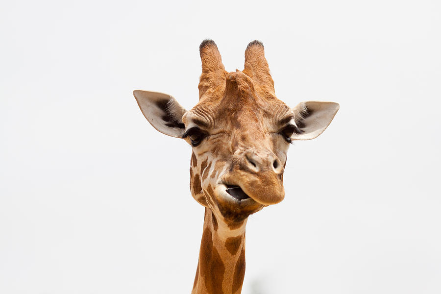 Giraffe Photograph by Jerome Ang Chua Photography