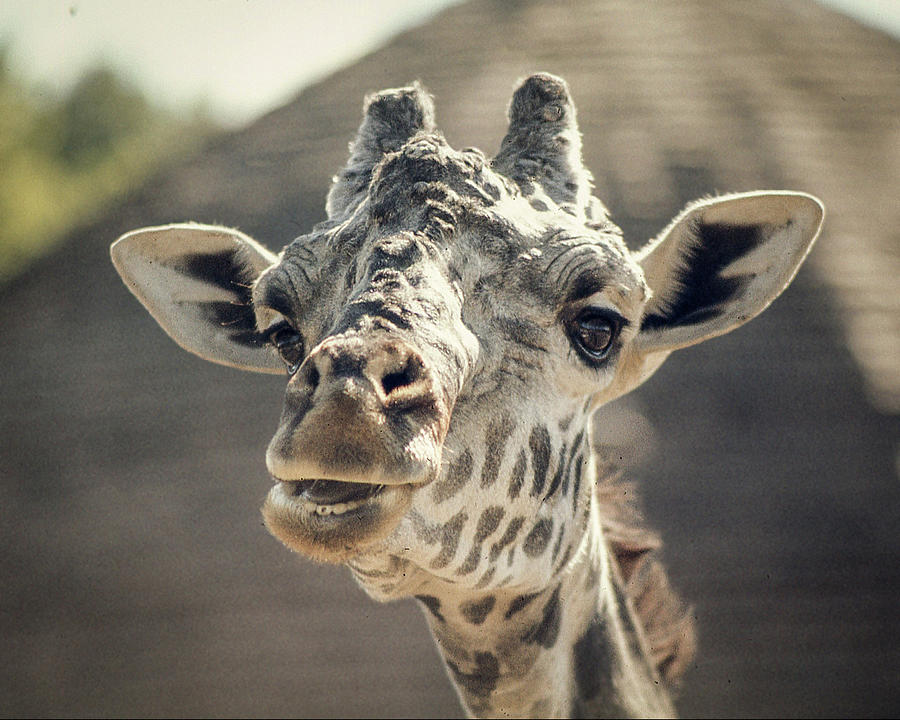 Giraffe Photograph by Jim Mathis
