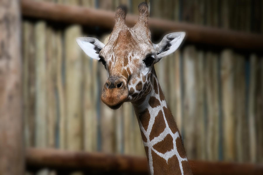 Giraffe Photograph by Jim Signorelli
