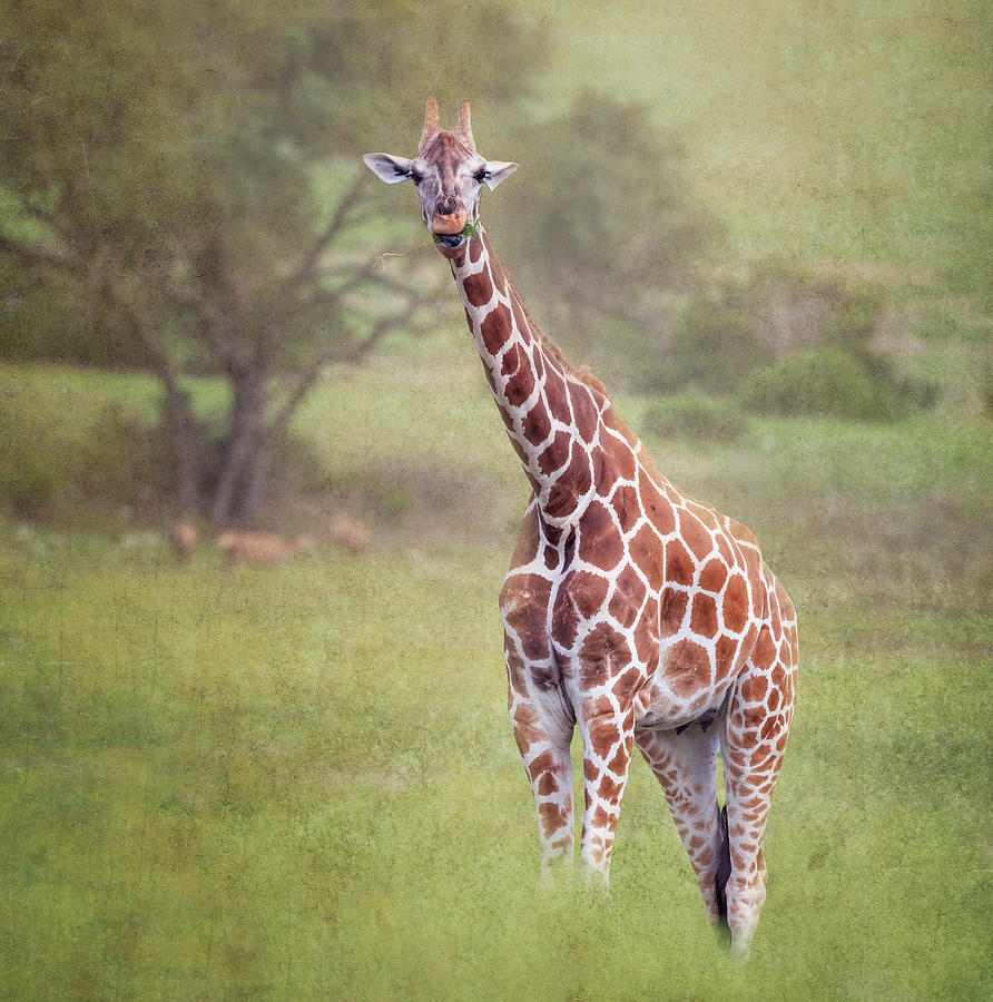 Giraffe Photograph by Joan Carroll