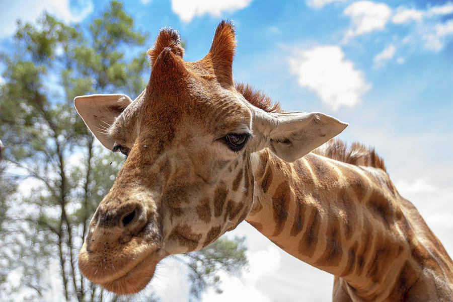 Giraffe leaning down Photograph by Gareth Parkes