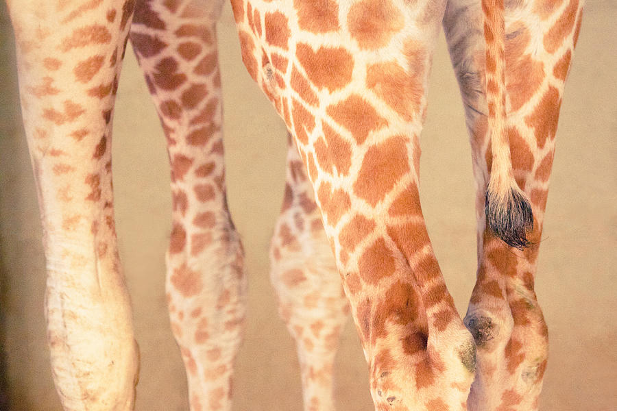 Giraffe legs Photograph by Deceptive Media