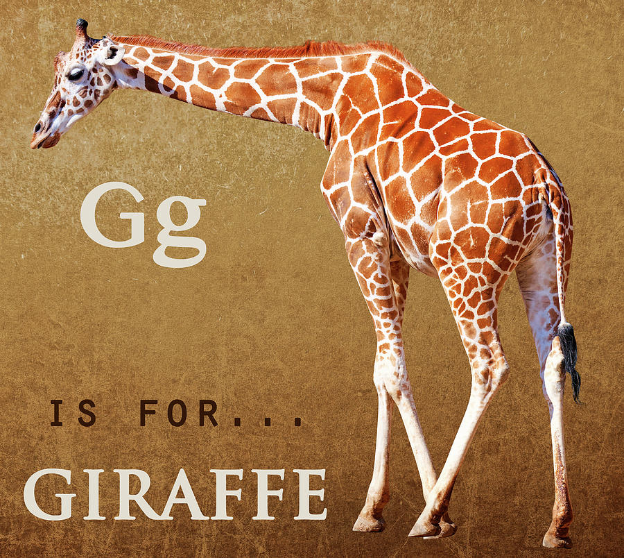 Giraffe Letter G Photograph by Rospotte Photography | Pixels