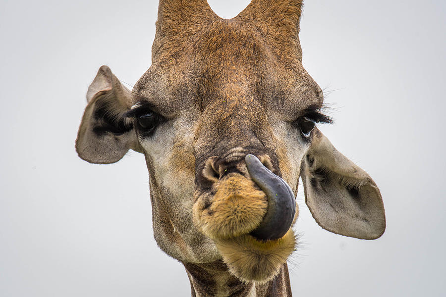 Giraffe licking Photograph by Edwin Remsberg