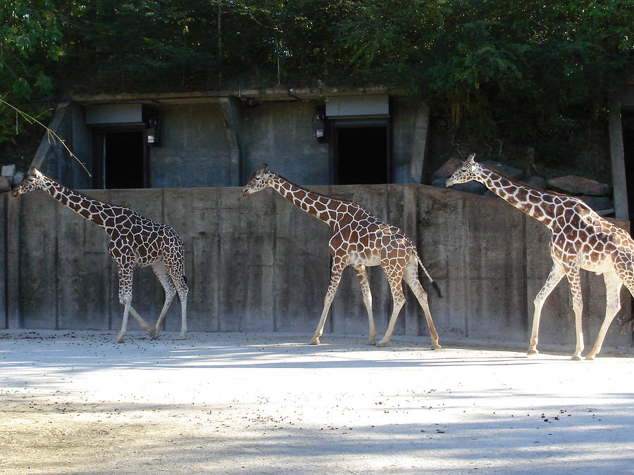 Giraffe Line Photograph by Kenny Glover