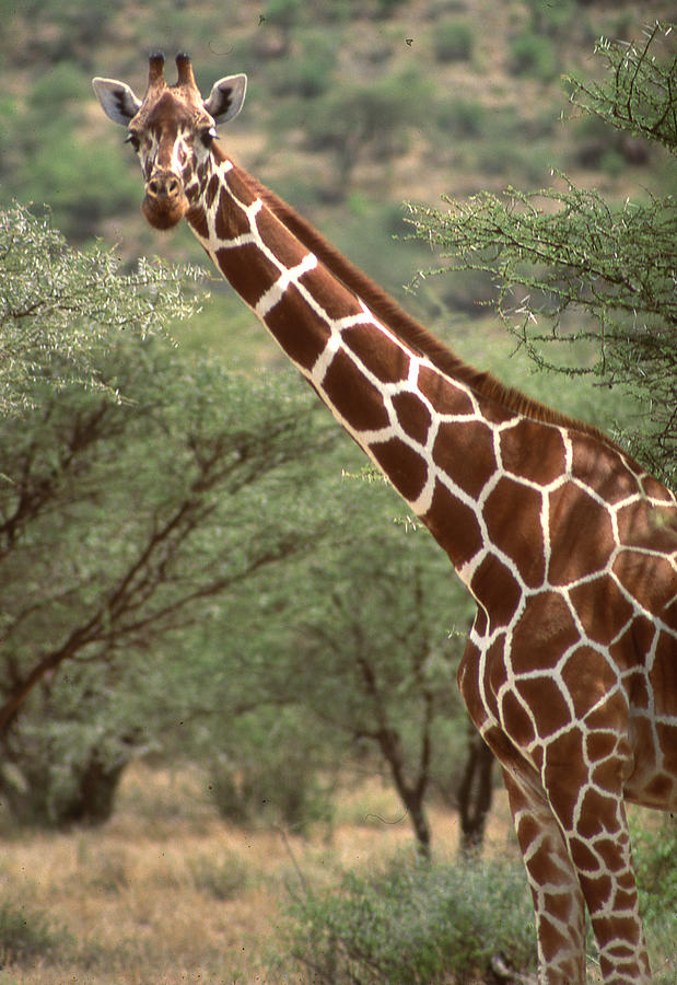 Giraffe Looking at You Photograph by Russel Considine