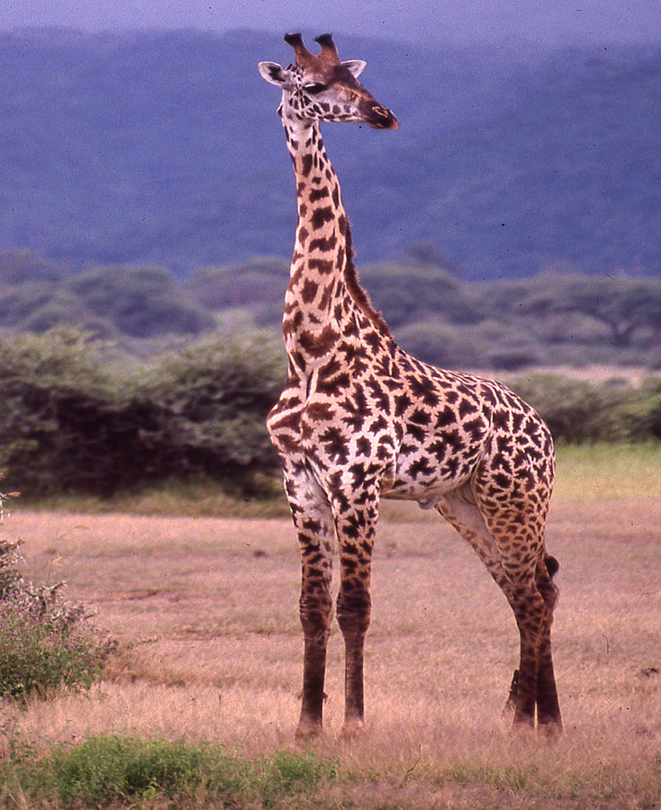 Giraffe Looking Left Photograph by Russel Considine