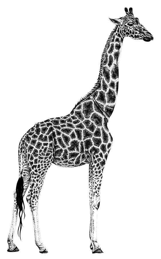 Giraffe Drawing by Loren Dowding | Pixels