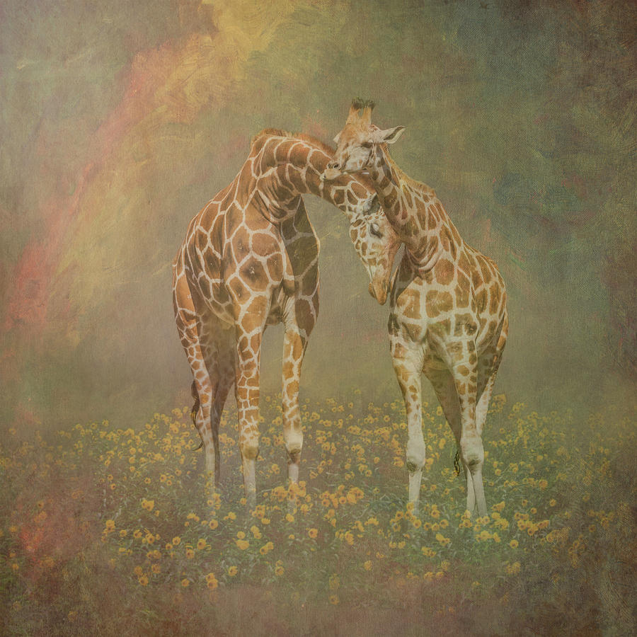 Giraffe Love - Painterly  Photograph by Patti Deters