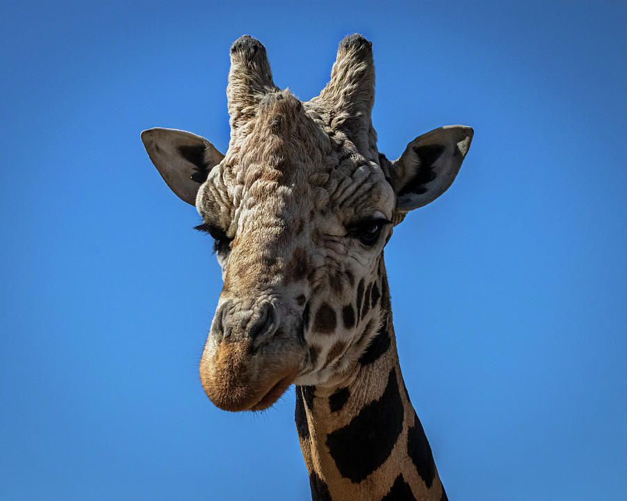 Giraffe Lover Photograph by Laura Putman