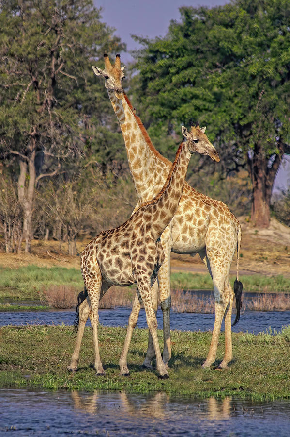 Giraffe Mother and Calf Photograph by Kay Brewer