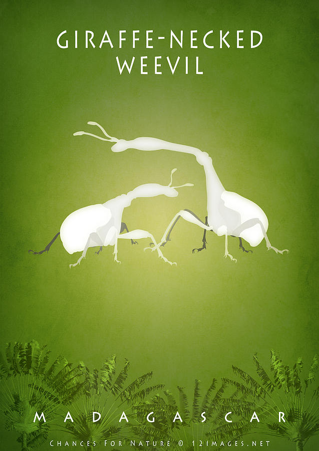 Giraffe-necked weevil Digital Art by Moira Risen
