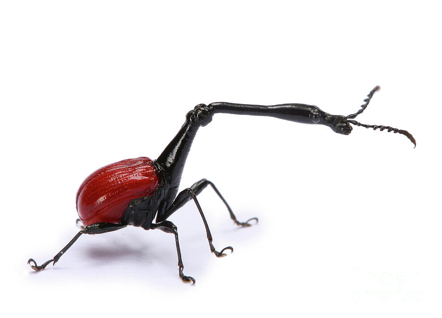 Giraffe-necked weevil Photograph by Warren Photographic