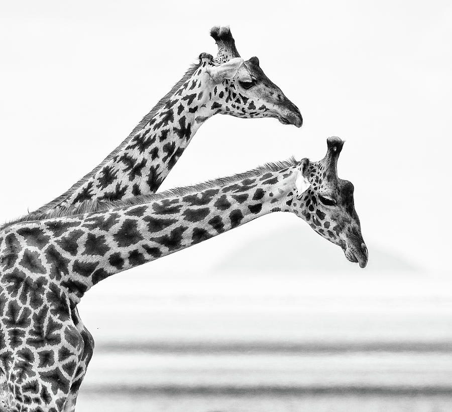Giraffe Necks Photograph by Max Waugh
