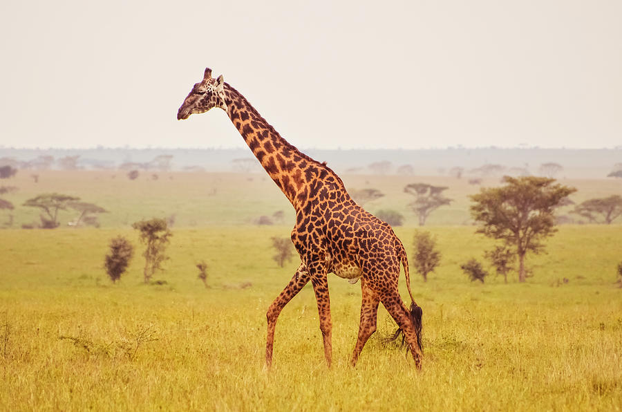giraffe on a misty morning in The Serengeti Photograph by Volanthevist