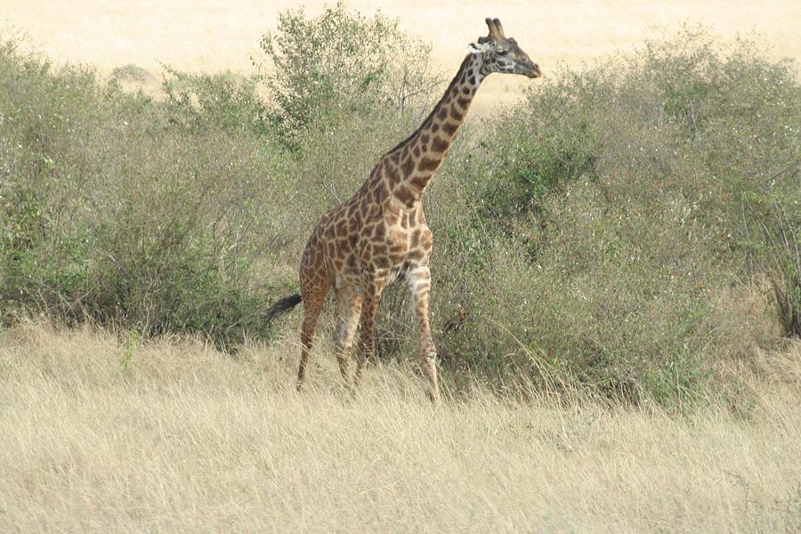 Giraffe on safari in Africa Photograph by Roger Gee - Fine Art America