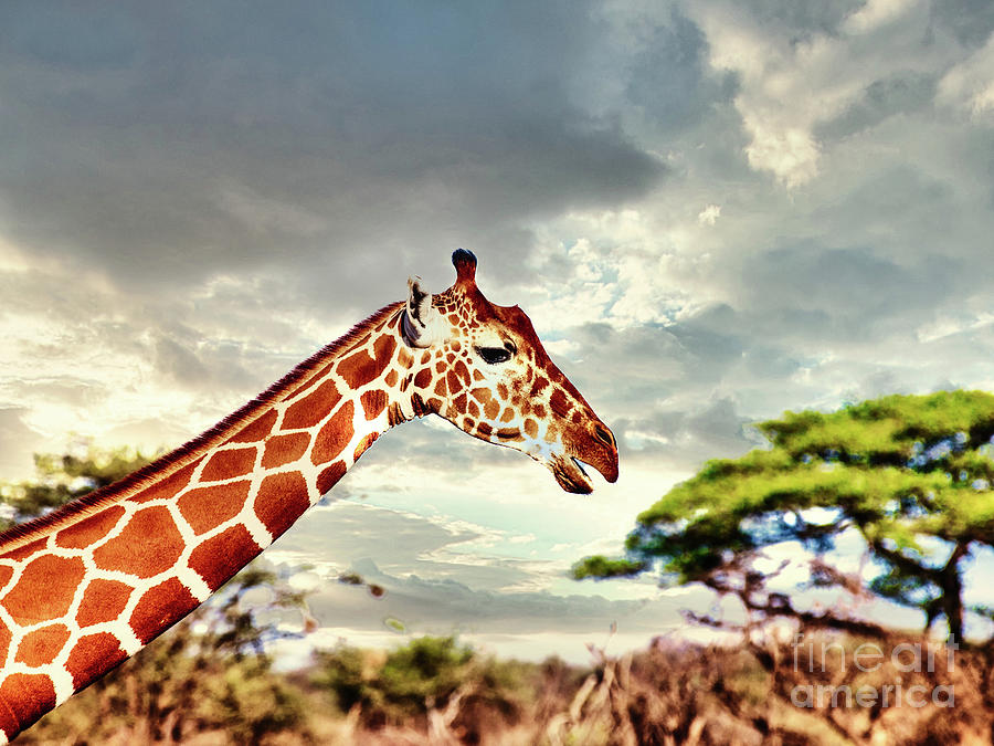 Giraffe on Safari Photograph by Jim DeLillo