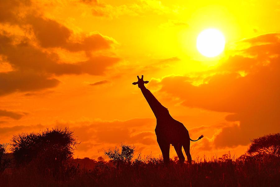 Giraffe On The African Savanna Photograph